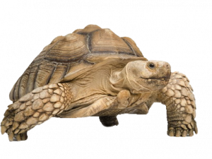 Tortoise Free Download PNG