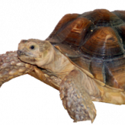 Tortoise Free PNG Image