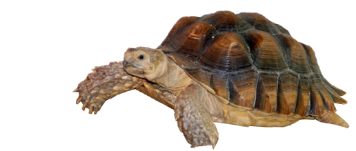 Immagine PNG senza tartaruga