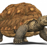 Tortue PNG