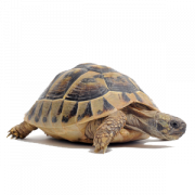 Tortoise PNG Clipart