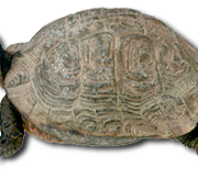 Tortoise PNG Image