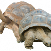 Tortoise PNG Picture