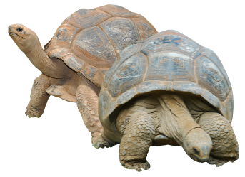 Immagine PNG tartaruga