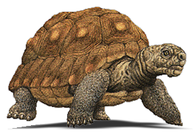 Tortue PNG