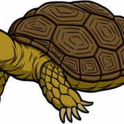 Tortoise Transparan
