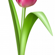 Tulip unduh gratis png