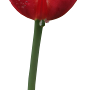 Tulip Free PNG Image