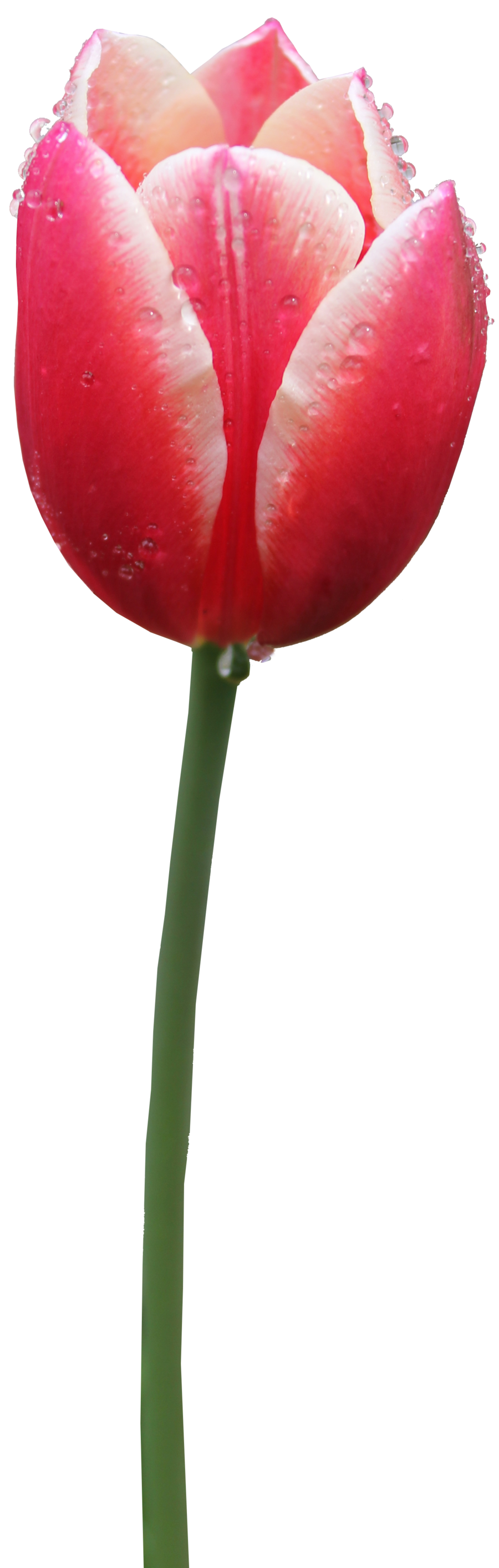 Immagine PNG senza tulipani