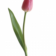 Tulip PNG Clipart