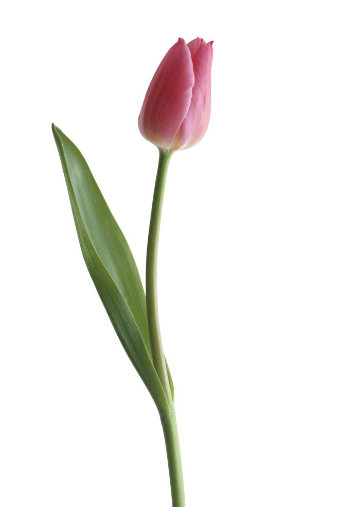 Tulip PNG Clipart
