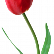 Tulip PNG Image