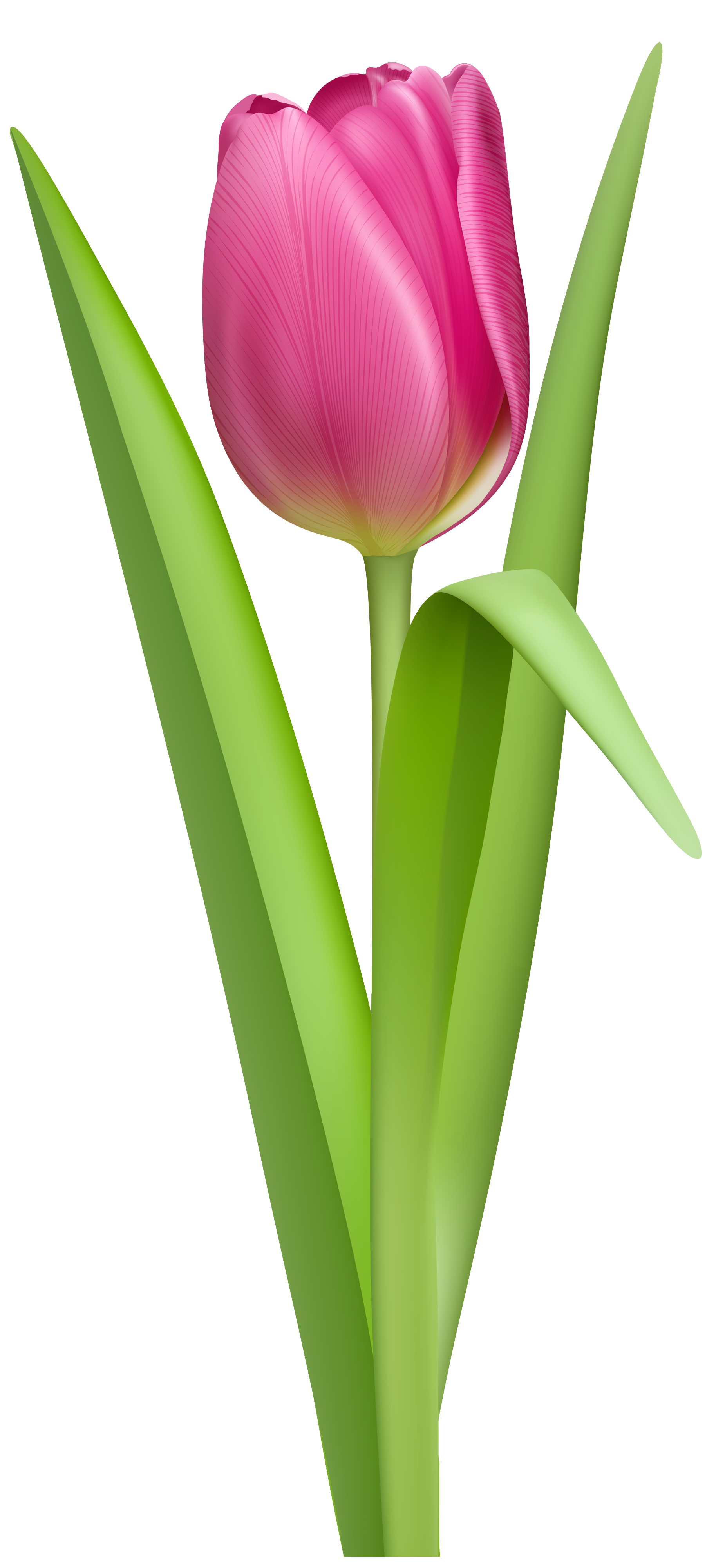 Tulip PNG Picture