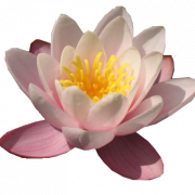 Water Lily Free Download PNG