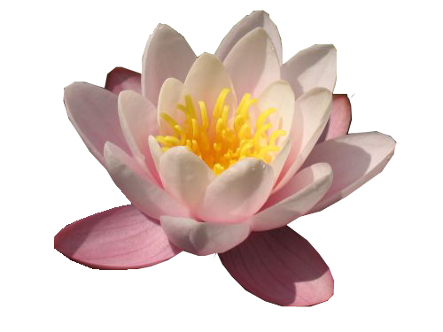 Water Lily Free Download PNG