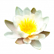 Water Lily gratis PNG -afbeelding
