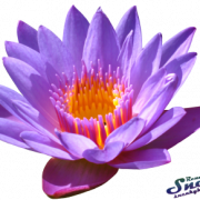 Water Lily PNG