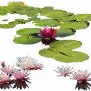 Water Lily PNG Clipart