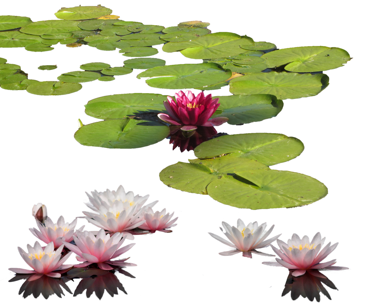Wasserlily PNG Clipart