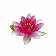 Water Lily PNG File