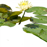 Water Lily PNG HD