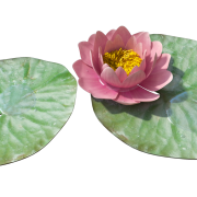Water Lily PNG -afbeelding