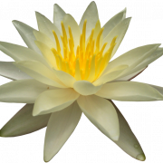 Water Lily PNG Picture