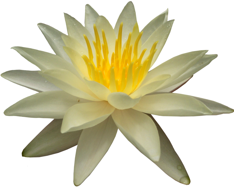 Water Lily PNG Picture