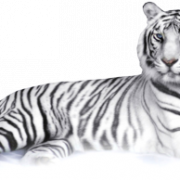 Télécharger le tigre blanc PNG