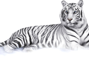 Witte tijger downloaden PNG