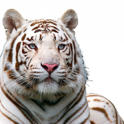 White Tiger Free Download PNG