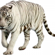White Tiger Free PNG Image