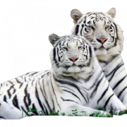 White Tiger PNG