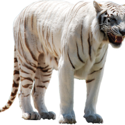 White Tiger PNG Clipart