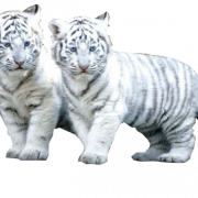 White Tiger PNG File