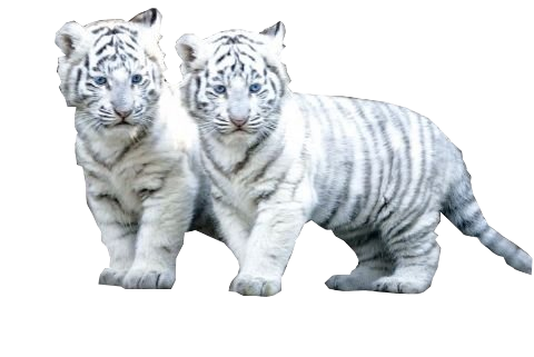 White Tiger PNG File