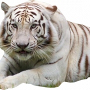 White Tiger PNG HD