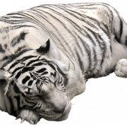White Tiger PNG Image