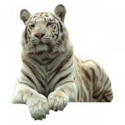 White Tiger PNG Pic