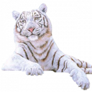 White Tiger PNG Picture