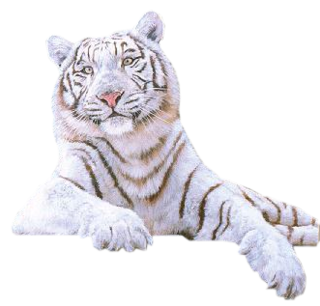 Imagem de png de tigre branco