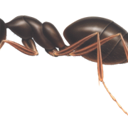 Ant (1)