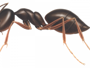 Ant (1)