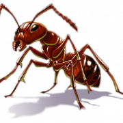 Descarga gratuita de hormigas png