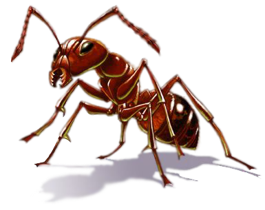 Ant Free Download PNG