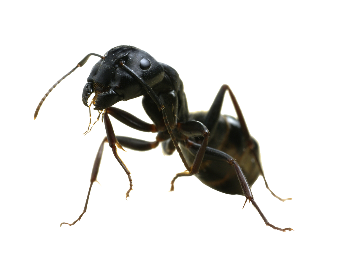 Immagine PNG senza formiche