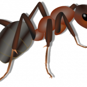 Clipart ant png
