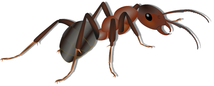 Clipart ant png