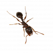 Ant PNG -bestand