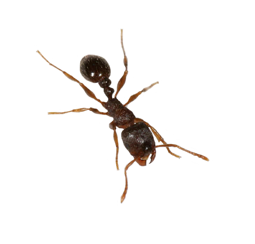 File PNG Ant